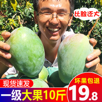 Selected Panzhihua Kate mango large fruit 10 pounds of seasonal fresh fruit Extra large green mango whole box