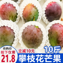 Panzhihua mango is now picked color mango fresh 10 pounds of fruit Jilu Mang big mango Avenues mango seasonal whole box