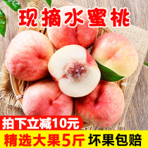 5 pounds of fresh peaches in season crispy and sweet pregnant fruit hairy peaches autumn red peaches