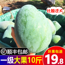 Panzhihua Kate mango 10 pounds of large fruit fresh seasonal fruit whole box extra large green skin golden yellow mans