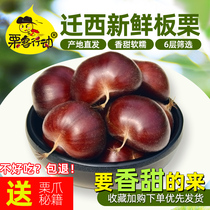 Передислокация к родовой доске Chestnut Raw Fresh Yanshan Oil Chestne Wild Raw Raw Hair Chestnut большое маленькое и среднее зерно Hebei теперь у сырой кукурузы
