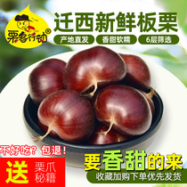Qianxi raw chestnuts fresh Yanshan oil chestnuts wild chestnuts large medium and small grains freshly picked raw millet from Hebei