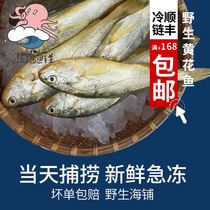 Escape fresh small yellow croaker frozen fresh live whole box large and small yellow croaker Dongshan sea fish seafood 450g4~5