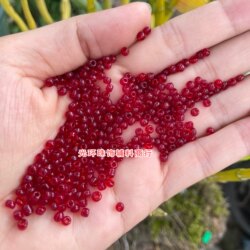 석류 붉은 투명 유리 쌀 비드 후광