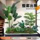 Simulated Green Plants, Fake Green Plants for Decoration, Simulated Indoor High-End Light Luxury Living Room and Courtyard, Bionic Plant Landscaping Green Plants