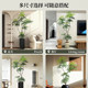 Simulated Green Plant Peacock Tree Large Indoor Living Room Sofa Side Decoration Nordic Style Floor-Standing Ornament Artificial Plant