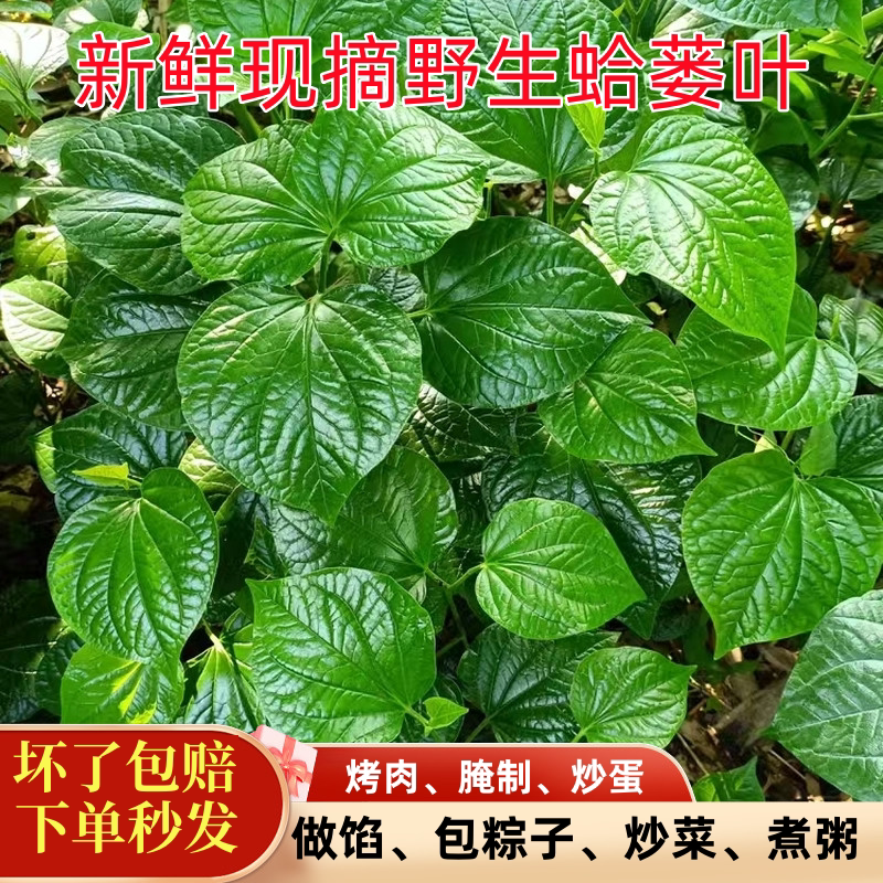 假娄叶新鲜哈喽叶蛤篓叶!海南捞叶包粽子神器!端午必备!-叶菜类-淘宝好物网