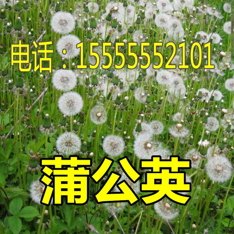 Wild dandelion seeds mother-in-law Ding potted flowers dandelion grass Chinese herbal medicine seeds