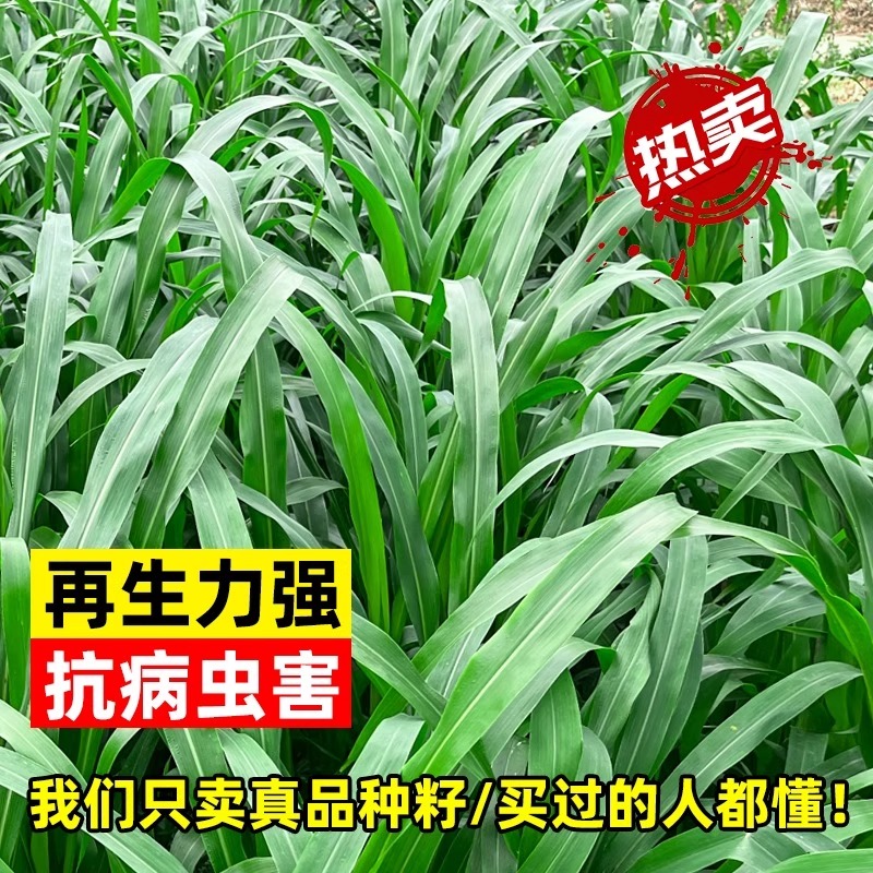 进口苏丹草种子：四季养殖必备，高产高丹王鱼草黑麦草，让家禽水族乐翻天！