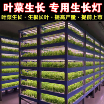 xqLED red blue white plant growth lamp greenhouse vegetable factory indoor water bacon leaf vegetable full spectrum T8 tonic light lamp