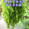 Товары от whitechuan