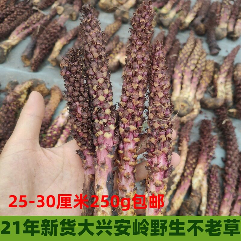 Bulao grass Wild grass Cistanche Daxing'anling Bulao grass mountain bud miliedang brewing sauce soup ingredients 250