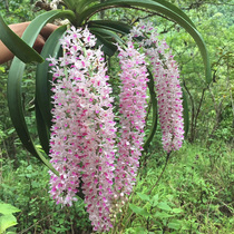 Interview with Dendrobium tin seedling flower potted dendrobium seed source Dendrobium rice can be made fresh strips maple bucket hanging orchid flower green plant