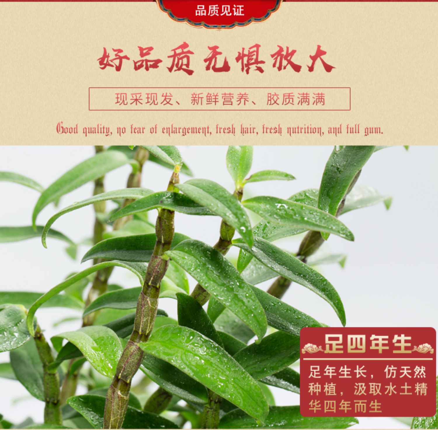 江楠枫新鲜铁皮石斛鲜条花茶