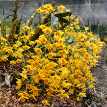Dendrobium Officinale seedlings Potted Dendrobium officinale seed source Fresh strips Maple bucket Chlorophyll Flowers Hydroponic plants Office green plants