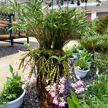 Ball flower Dendrobium seedling potted Dendrobium seedling Dendrobium small chlorophyll flowers Indoor home hydroponic plants