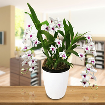 Dendrobium seedlings Indoor spring and autumn Dendrobium potted Dendrobium green plant Desktop office Hydroponic plants Chlorophyll flowers