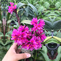 Novelty plant Red lotus Dendrobium flower pot Dendrobium seedling Chlorophyll flower Dendrobium rice orchid hydroponic plant