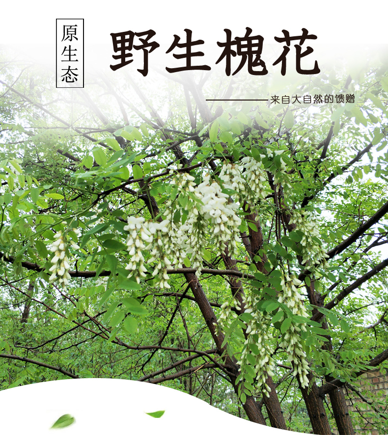 2020年新鲜槐花 3斤装 图1