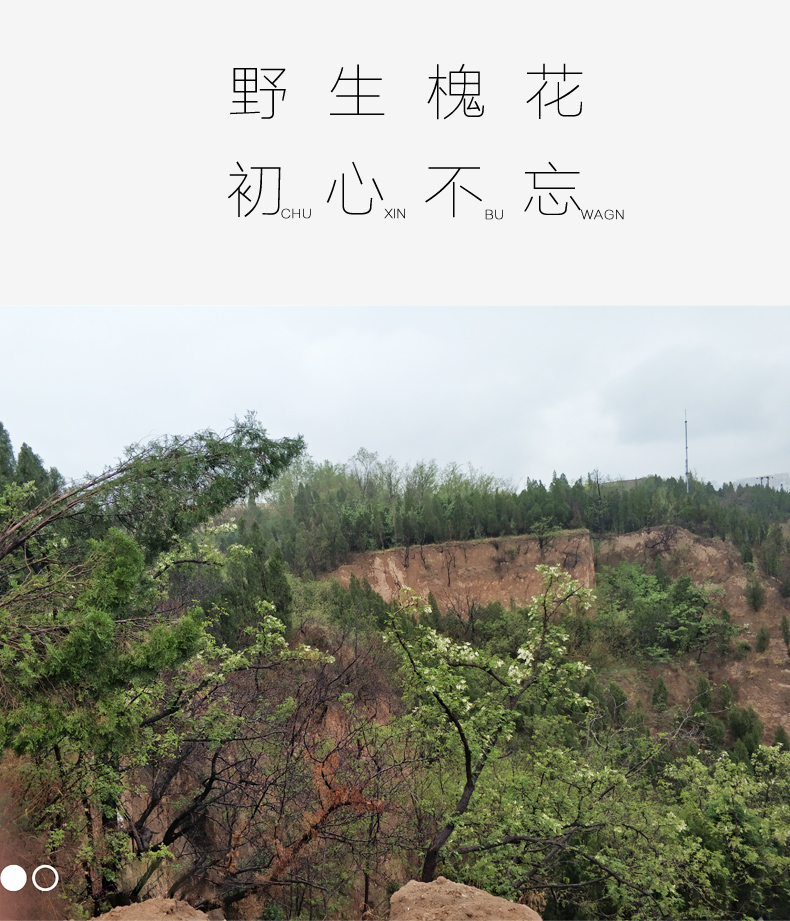 2020年新鲜槐花 3斤装 图5