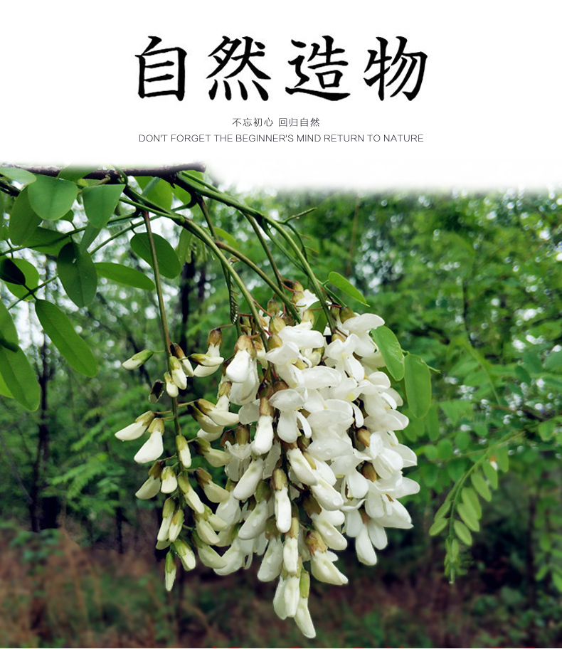 2020年新鲜槐花 3斤装 图4