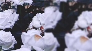 为什么有玫瑰花图片来问我吧,其它,one to one