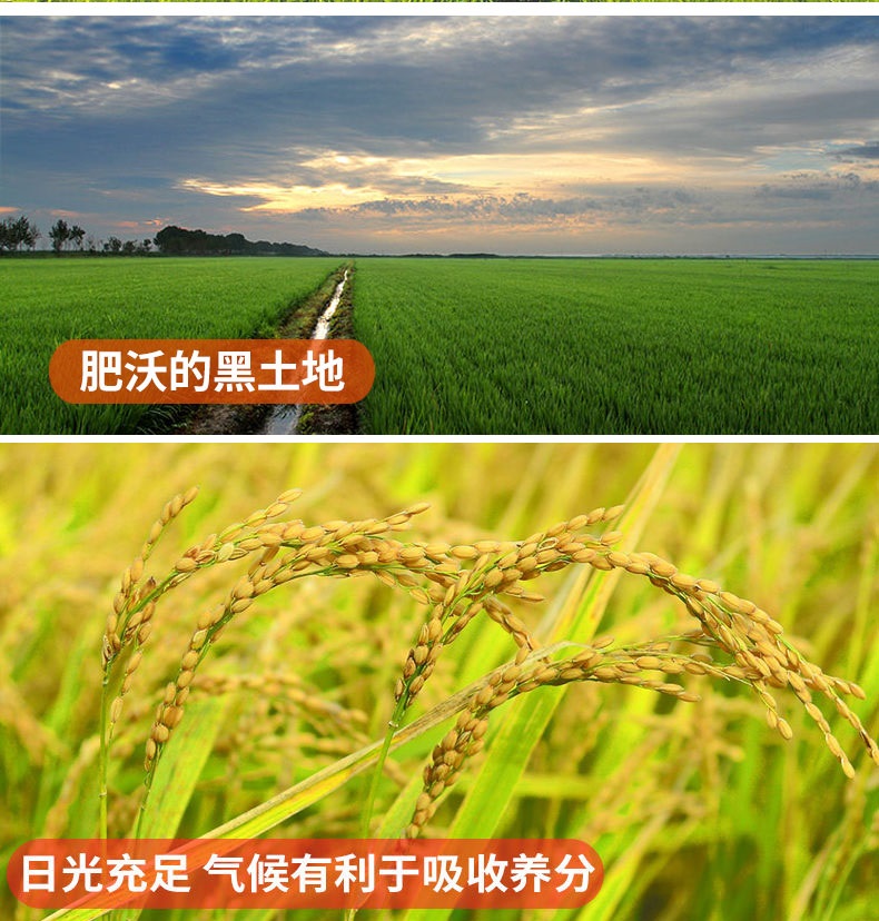 东北大米 都利稻花米长粒香米10斤 图1