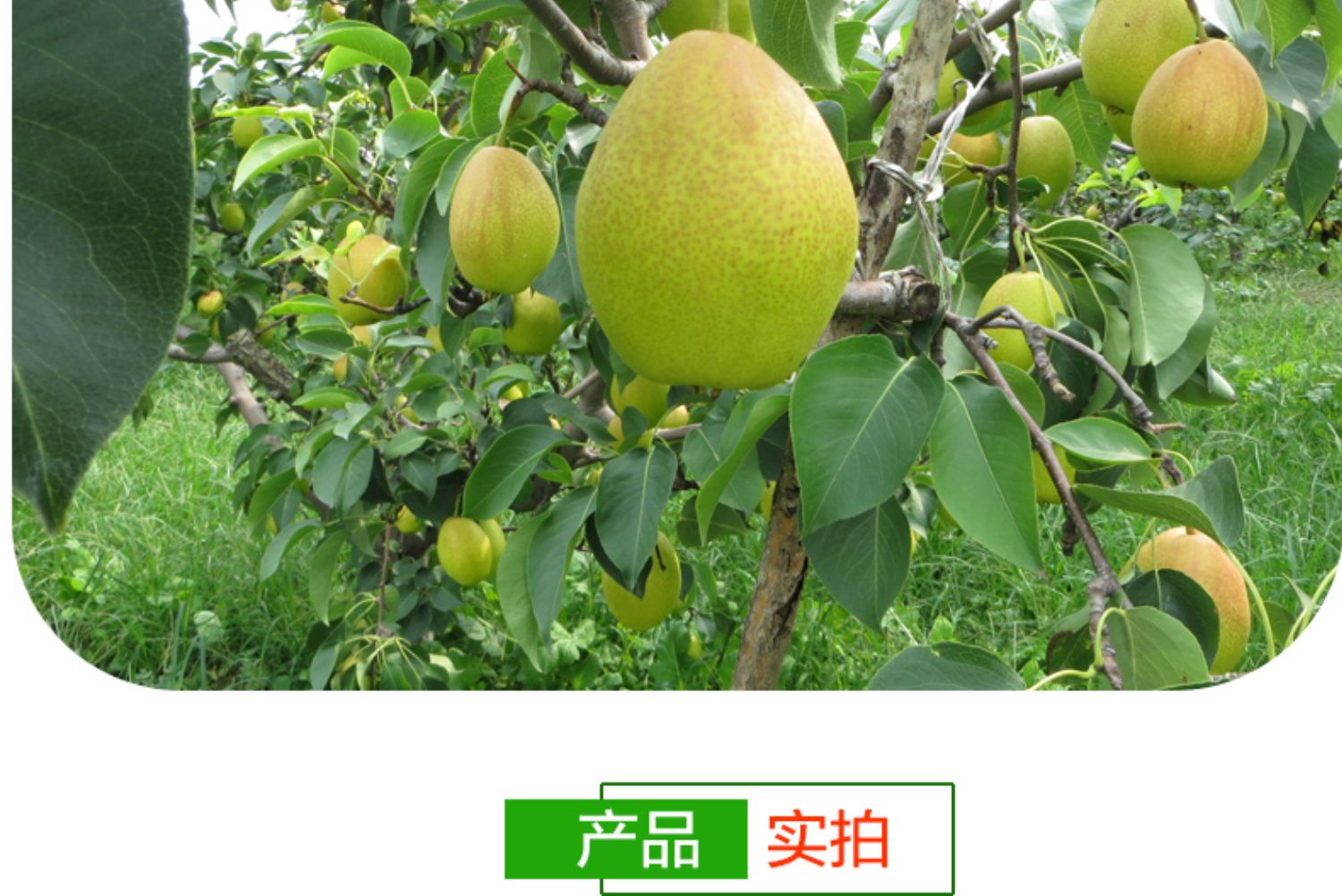 【绿熊庄园】当季红香酥梨5斤整箱
