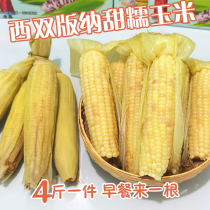 Xishuangbanna glutinous corn sweet glutinous 4 pounds vacuum-packed sticky glutinous rice sticky corn cob Non-GMO whole grain breakfast