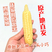 Thumb corn Daijia Xishuangbanna Vacuum packed cooked small packet grain soft waxy sweet 2 2kg30 to 50 roots