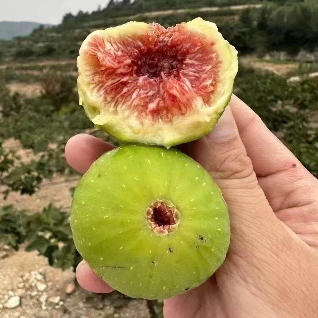 小黄的家乡特产