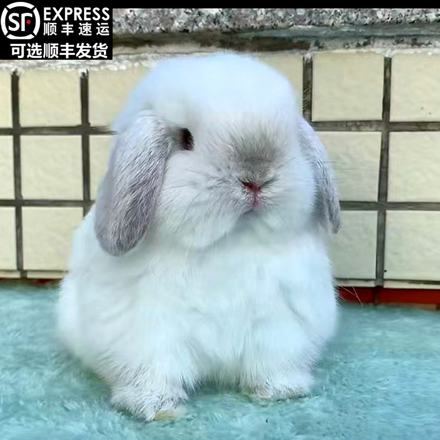 😍宠物兔爱好者的首选:长毛安哥拉垂耳兔🐱-兔-淘宝好物网