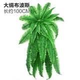 Зеленое растение Стенка Стены Растение настенные лужайки