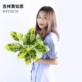 Зеленое растение Стенка Стены Растение настенные лужайки