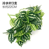 Зеленое растение Стенка Стены Растение настенные лужайки