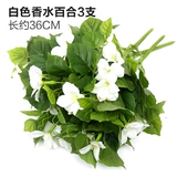 Зеленое растение Стенка Стены Растение настенные лужайки