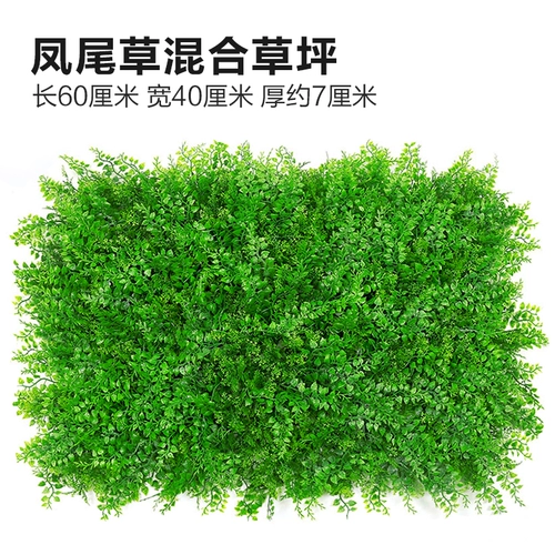 Зеленое растение Стенка Стены Растение настенные лужайки