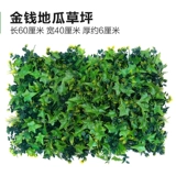 Зеленое растение Стенка Стены Растение настенные лужайки