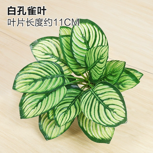 Зеленое растение Стенка Стены Растение настенные лужайки