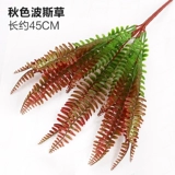 Зеленое растение Стенка Стены Растение настенные лужайки