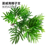 Зеленое растение Стенка Стены Растение настенные лужайки