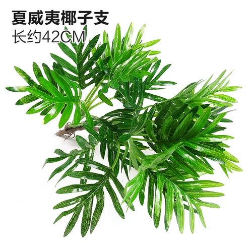 Зеленое растение Стенка Стены Растение настенные лужайки