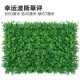 Зеленое растение Стенка Стены Растение настенные лужайки