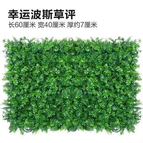 Зеленое растение Стенка Стены Растение настенные лужайки