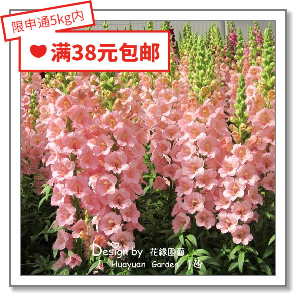 Huayuan pickles imported flower seeds * cut flower snapdragon * horn Potomac legend purple flower roll 10 grains