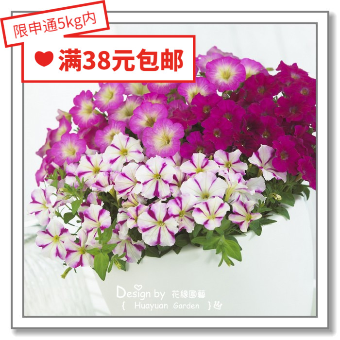 Huayuan pickles imported flower seeds * Holland SG * mini petunia * sweetheart series 10 pellets