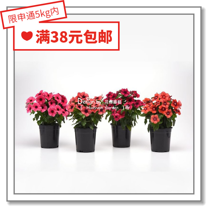 Flower edge pickles Imported flower seeds*Pan American*Periwinkle*Tattoo*Black cherry Citrus papaya 5 capsules