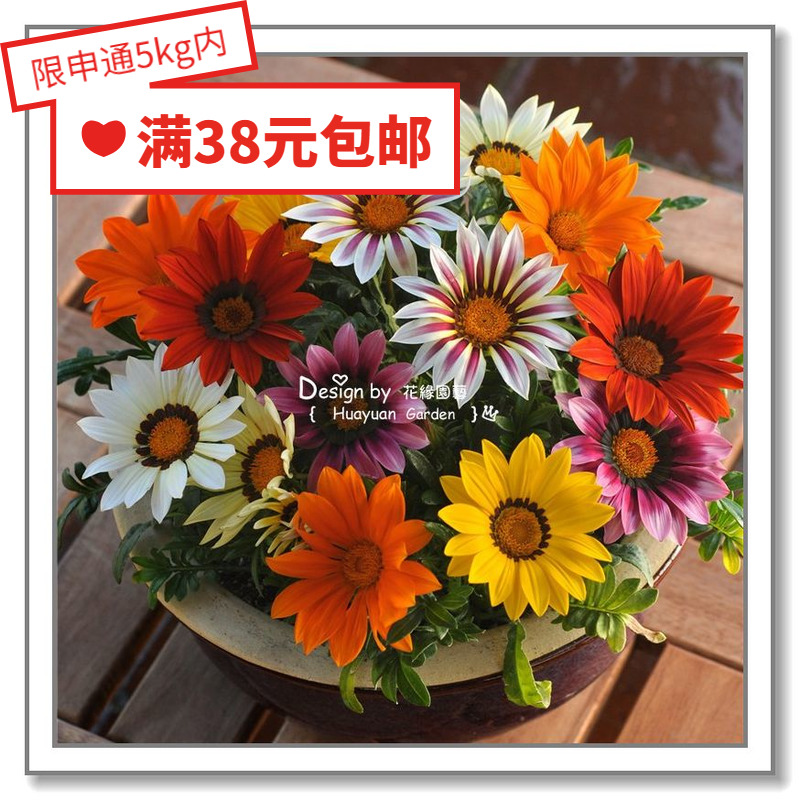 Huayuan pickles imported flower seeds * Pan American * medal chrysanthemum * new day series 10 pills
