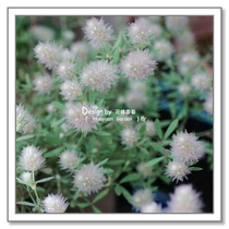 Flower Edge Pickles Imported Flower Seeds * Rabbit Tail Trifoliage Grass Fields Axle Grass * 10 Grain