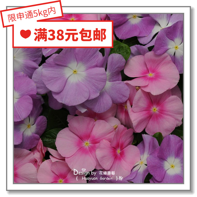 Huayuan pickles imported flower seeds * Pan American * periwinkle * Hercules series 5 grains